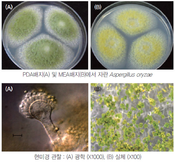 아스페르길루스 오리재(Aspergillus oryzae) 곰팡이