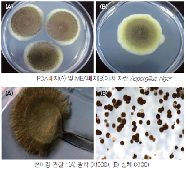 아스페르길루스 니게르(Aspergillus niger) 곰팡이