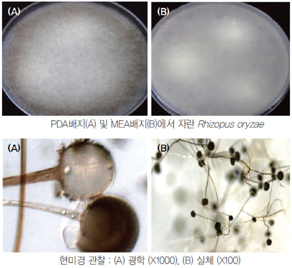 리조푸스 오리재(Rhizopus oryzae) 곰팡이