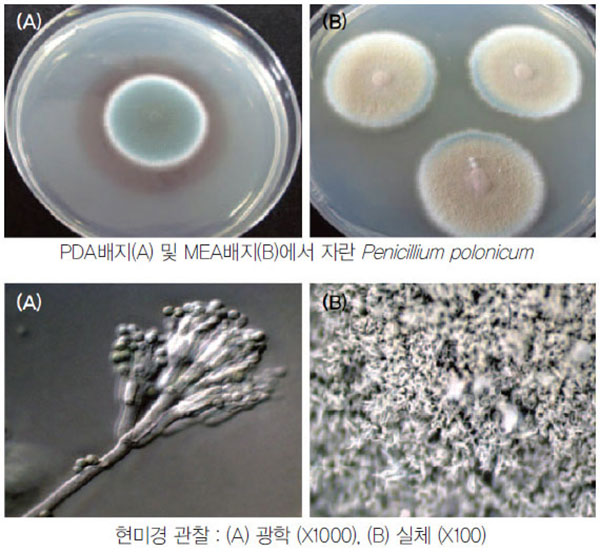 페니실리움 폴로니쿰(Penicillium polonicum) 곰팡이