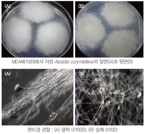 압시디아 코림비페라(Absidia corymbifera) 곰팡이