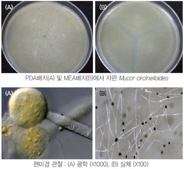 무코르 시르시넬로이데스(Mucor circinelloides) 곰팡이