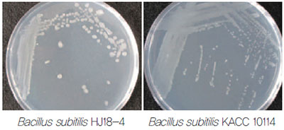 바실루스 서브틸리스(Bacillus subtilis)