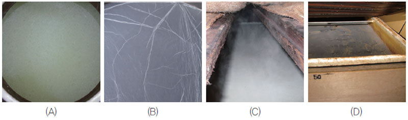 발효액 표면에 형성된 다양한 균막