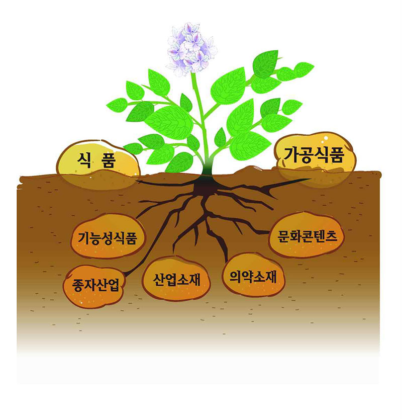 감자의 기능성산업 분야