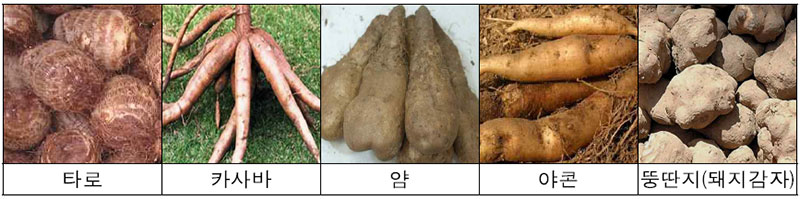 고구마 사촌들