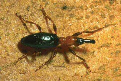 개미바구미(Cylas formicarius)