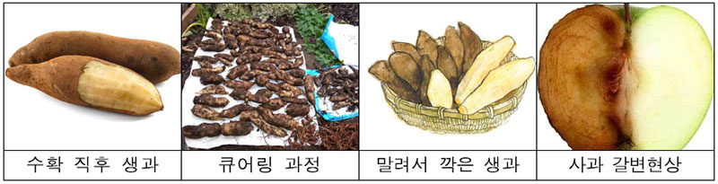 야콘 땅속의 배