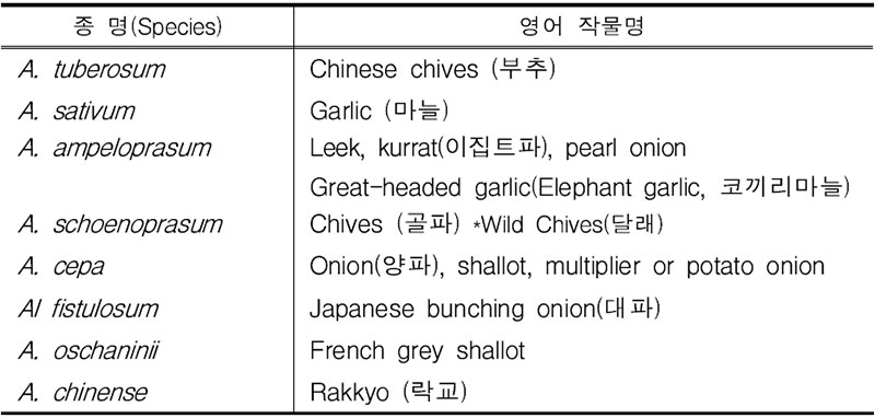 알리움(Allium)속(屬) 작물들