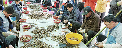 창원 진동 미더덕축제 「광암항」