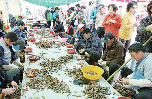 창원진동 미더덕축제