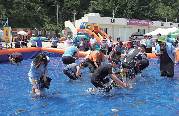 강릉 노란참가자미축제