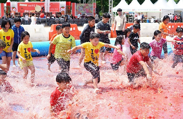 퇴촌 토마토 축제