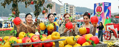 새콤달콤한 사과의 재발견 청송 사과축제