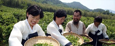 차의 시배지, 하동 야생 차 문화 축제