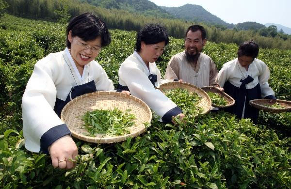 하동 야생 차 문화 축제