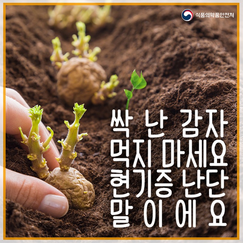 싹 난 감자 먹지 마세요! 사진 1번