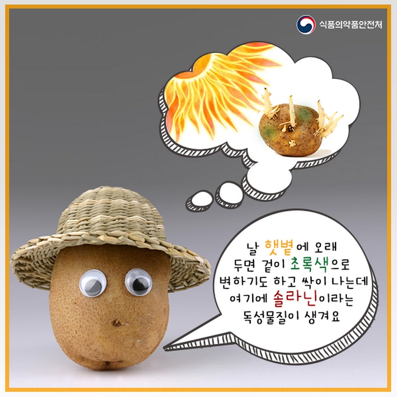 싹 난 감자 먹지 마세요! 사진 2번