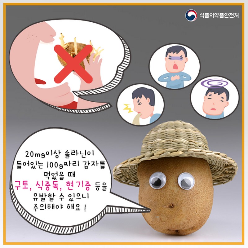 싹 난 감자 먹지 마세요! 사진 3번