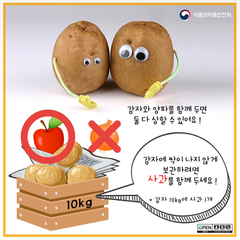 싹 난 감자 먹지 마세요! 사진 4번