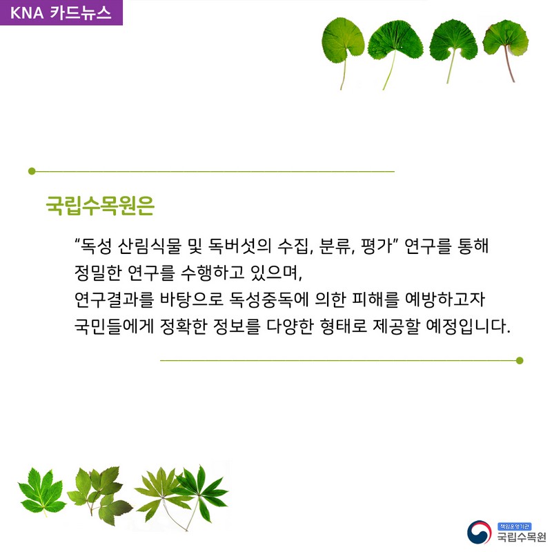 산나물, 알고 먹으면 약초 모르고 먹으면 독초 사진 7번