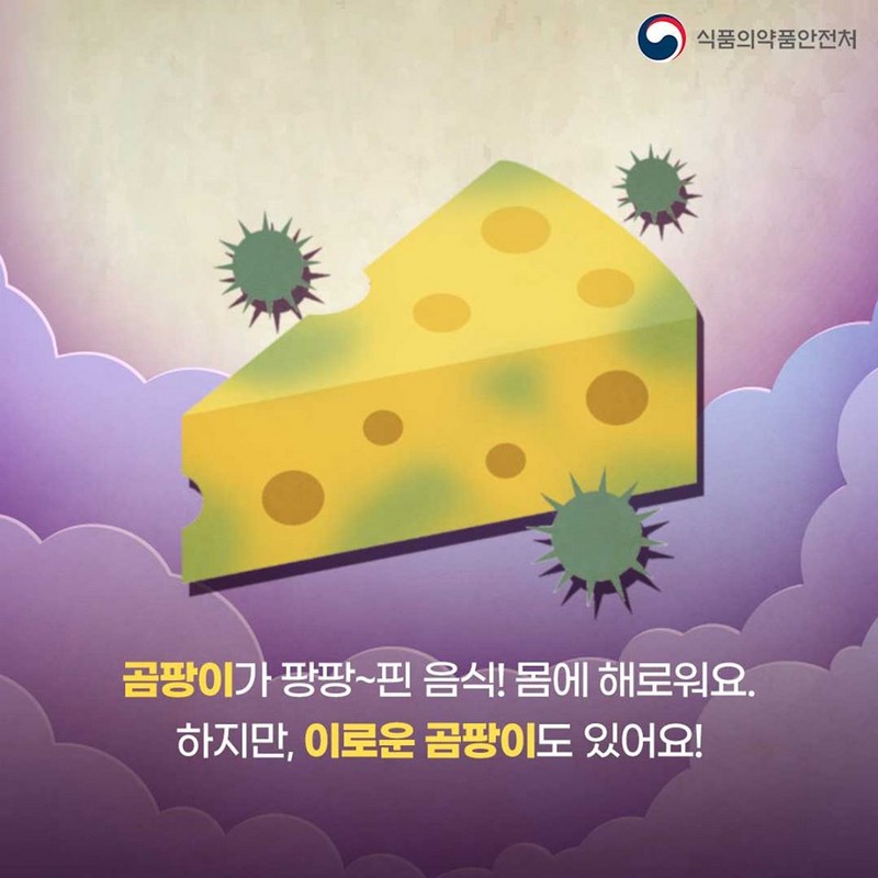 착한 곰팡이가 있다고요? 사진 2번