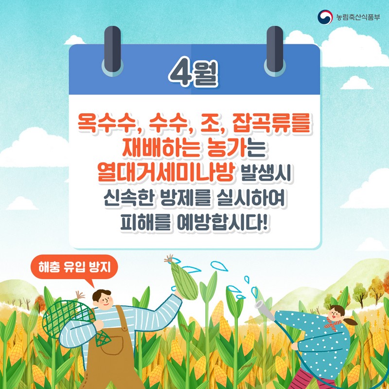 열대거세미나방 발생시 신속한 방제를 실시하여 피해를 예방합시다! 사진 1번