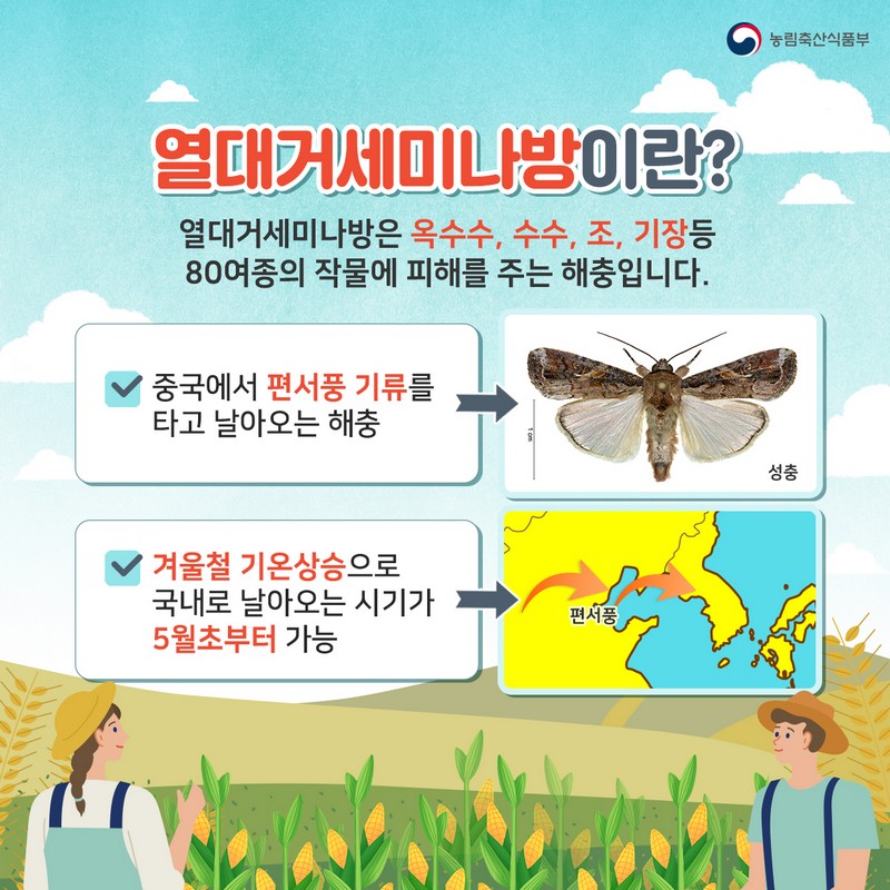 열대거세미나방 발생시 신속한 방제를 실시하여 피해를 예방합시다! 사진 2번