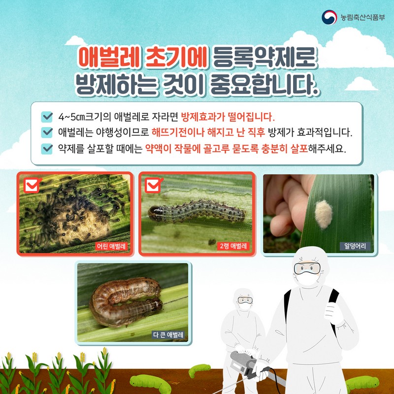 열대거세미나방 발생시 신속한 방제를 실시하여 피해를 예방합시다! 사진 3번