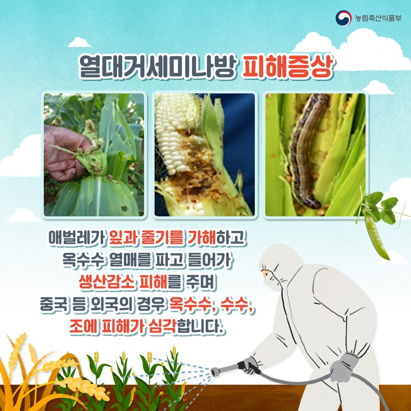 열대거세미나방 발생시 신속한 방제를 실시하여 피해를 예방합시다! 사진 4번