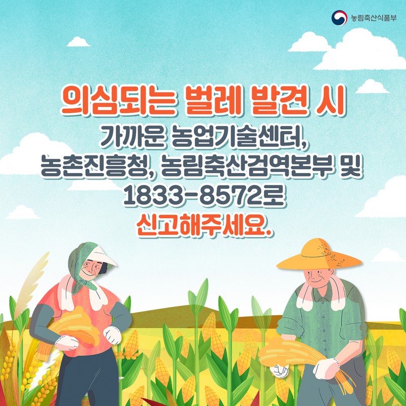 열대거세미나방 발생시 신속한 방제를 실시하여 피해를 예방합시다! 사진 6번