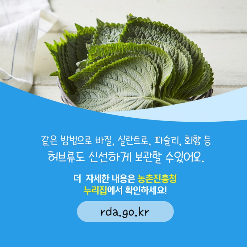 향긋한 쌈채소 깻잎 싱싱하게 보관하는 꿀팁! 사진 6번