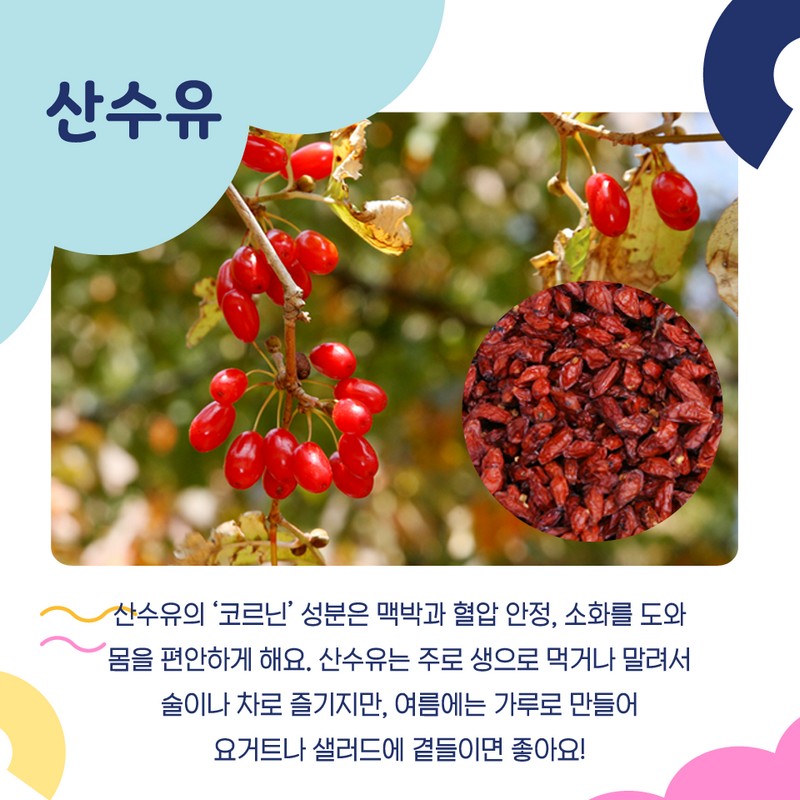 갈증 해소 원기회복에 좋은 산수유 오미자 사진 2번