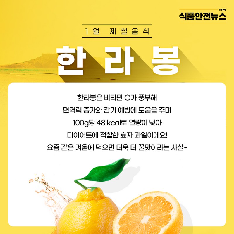 1월 제철음식 한라봉 사진 2번