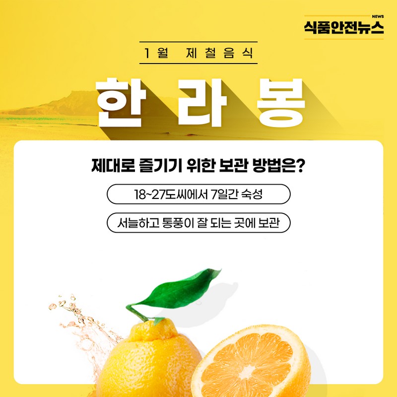 1월 제철음식 한라봉 사진 3번