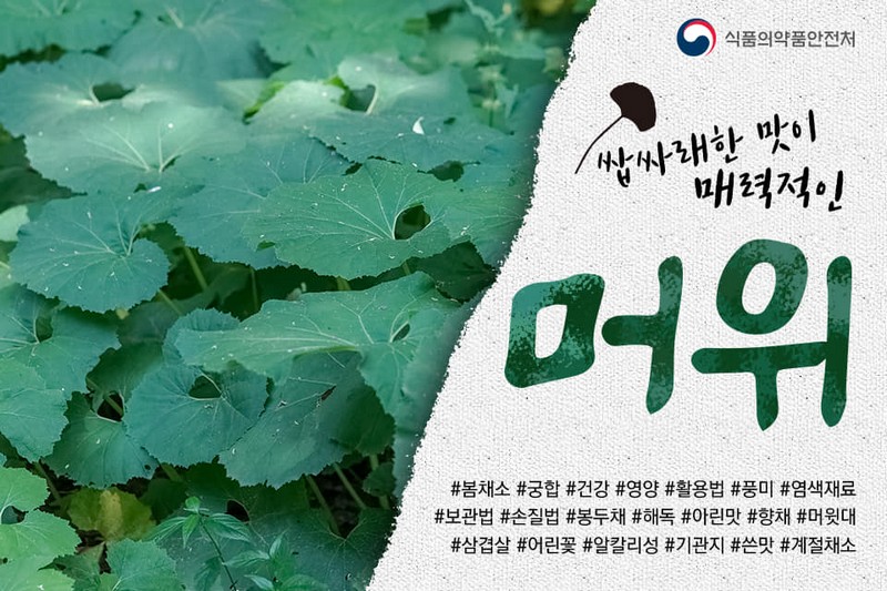 쌉사래한 맛이 매력적인 머위 사진 1번