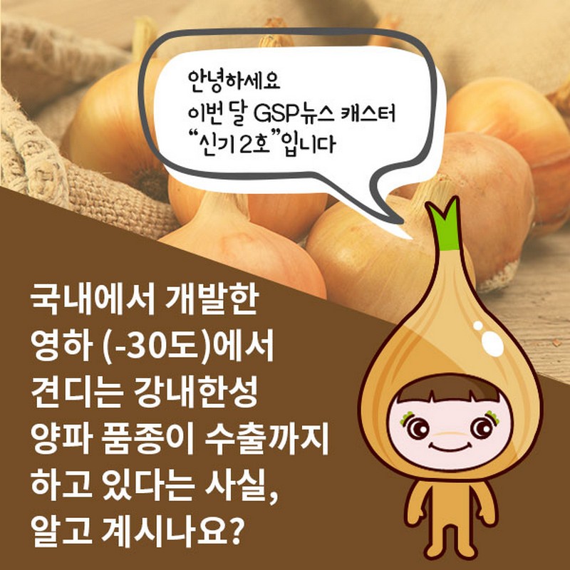 GSP 품종뉴스_22 내한성 양파 사진 2번