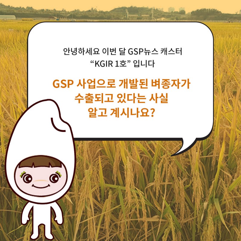 GSP 사업을 통한 ‘벼’ 종자 개발(KGIR 1호) 사진 2번