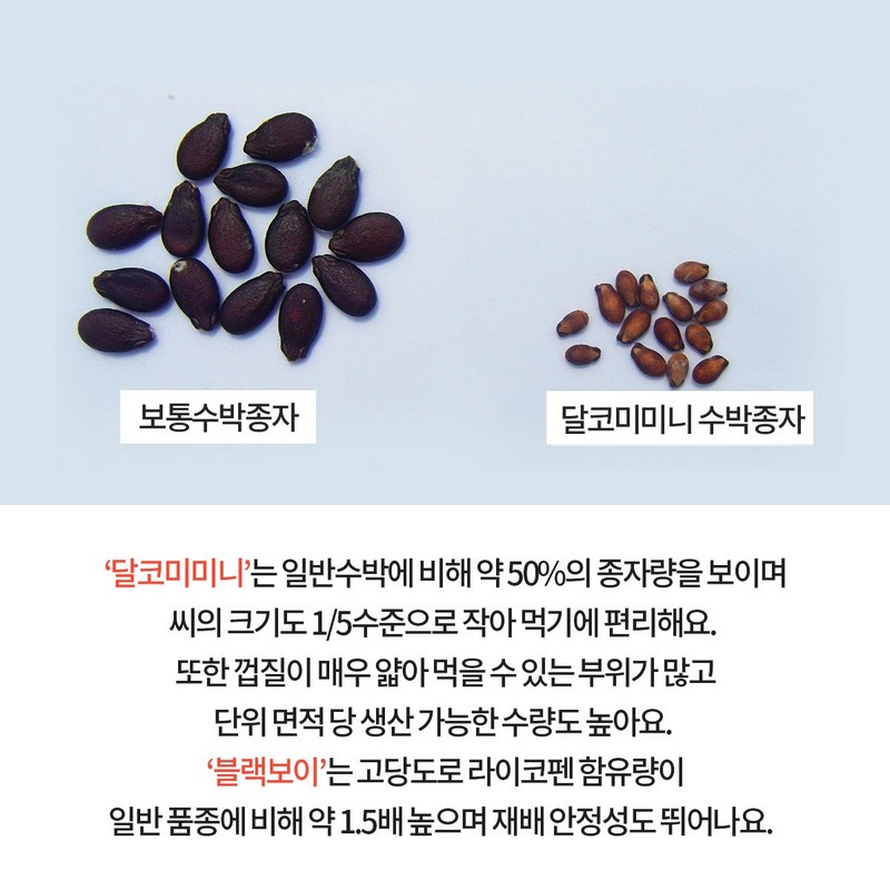 GSP 품종뉴스(달코미미니, 블랙보이) 사진 4번