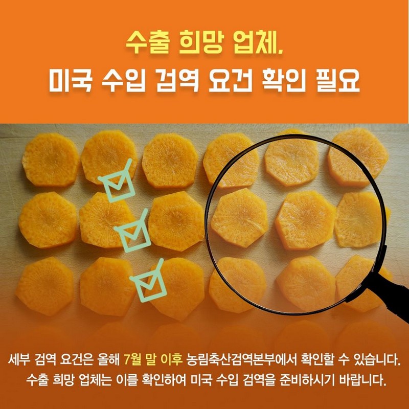 한국산 당근 7년 만에 미국 진출 사진 4번