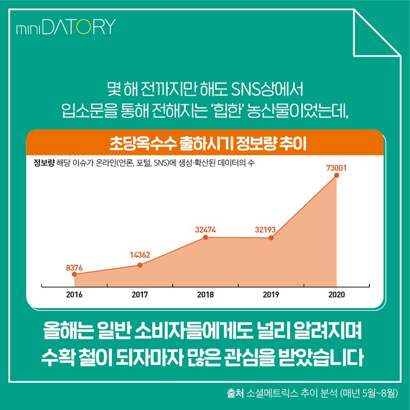 올여름 SNS 인기스타! 초당 옥수수를 아시나요? 사진 4번