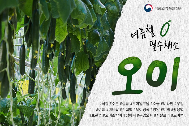 여름철 필수채소, 오이 사진 1번