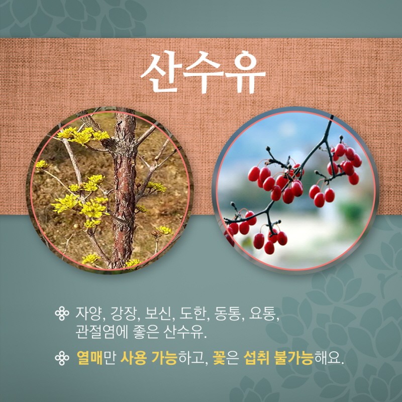 마실 수 있는 꽃차에 대해 알아보자 사진 4번