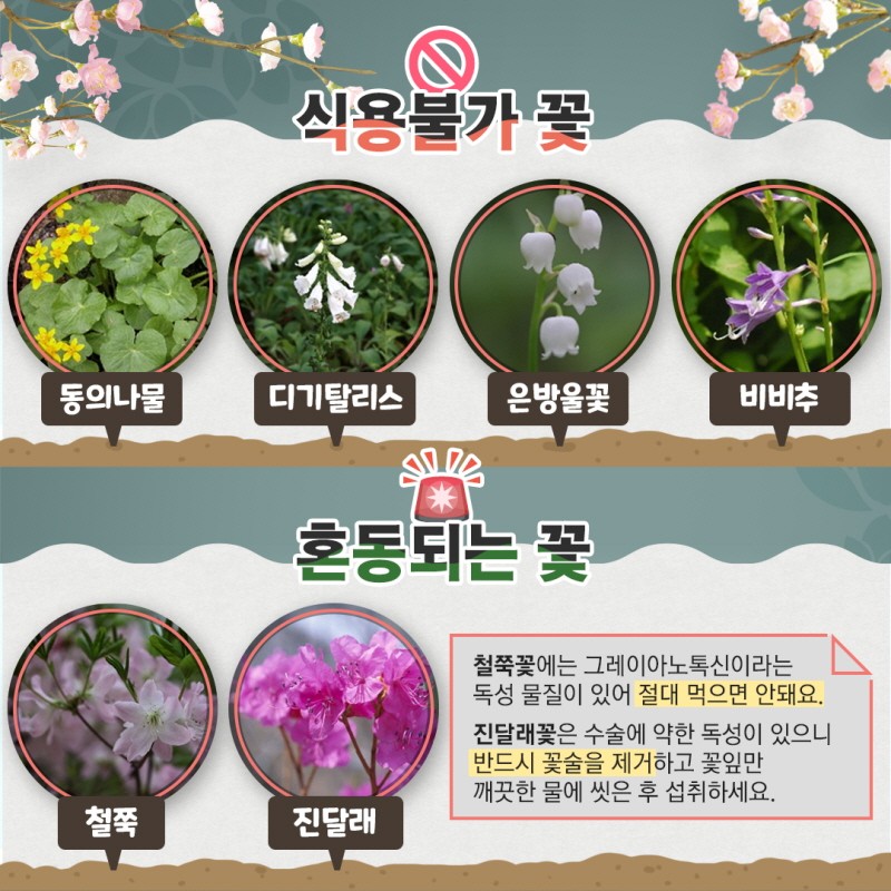 마실 수 있는 꽃차에 대해 알아보자 사진 9번