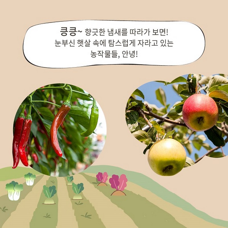 햇살 반짝이는 배롱나무 꽃길을 따라~ 사진 3번