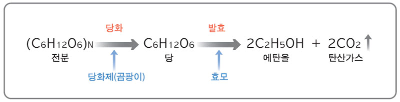 알코올 발효과정