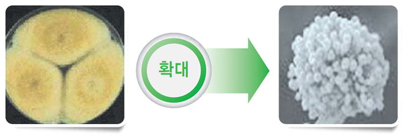 황국곰팡이 배양시 모양, 포자 확대모양