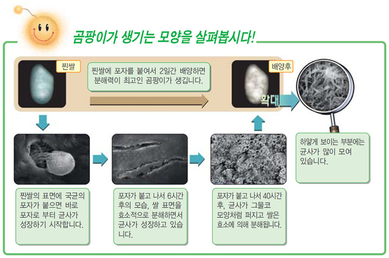 배양함에 따라 쌀에 곰팡이 균이 자라나는 모습