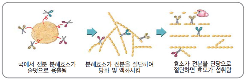 효소에 의한 전분질 원료의 당화, 액화