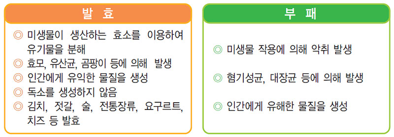 발효와 부패의 비교